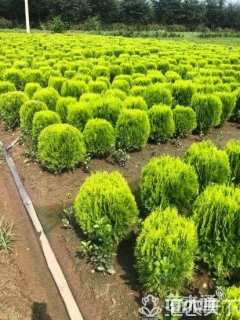 高度30厘米洒金柏