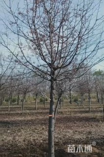 12公分杜梨