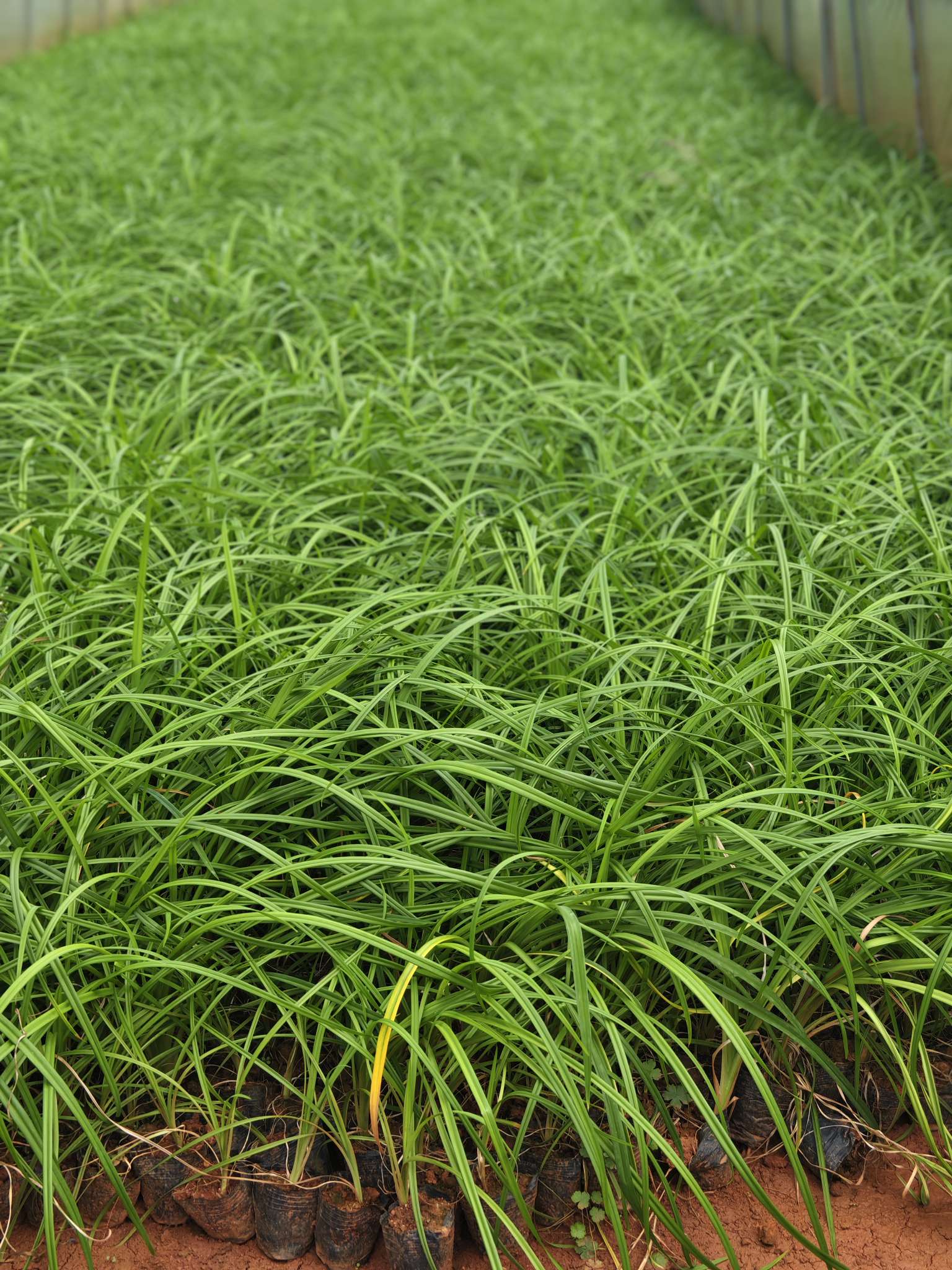 高度10厘米大花萱草