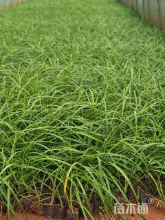 高度10厘米大花萱草