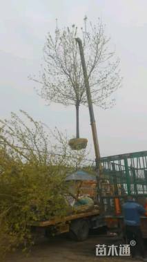 12公分金叶复叶槭