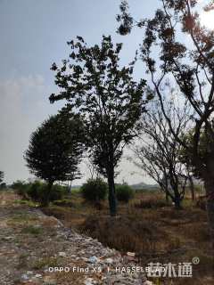 高度1000厘米紫荆