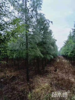 15公分中山杉