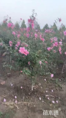 高度200厘米红花木槿