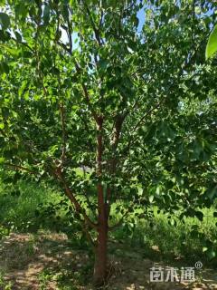 10公分杏树