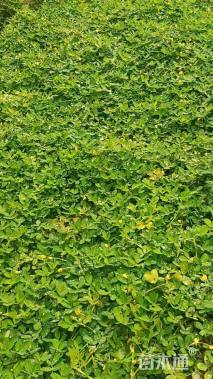 高度15厘米金花生