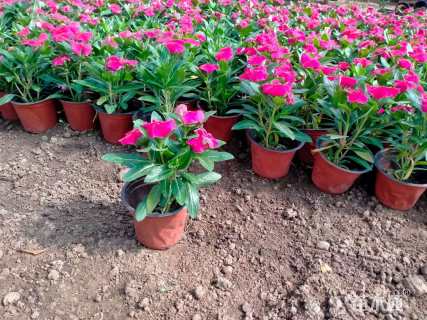 高度8厘米长春花