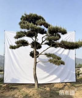 高杆造型黑松