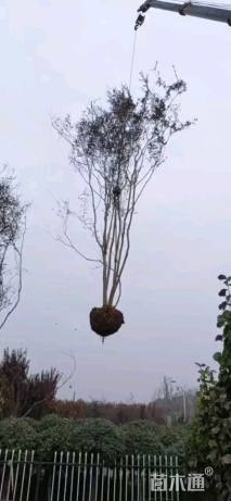 高度700厘米丛生紫薇