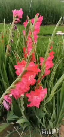 牵牛花种子