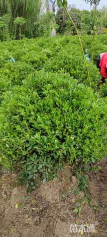 冠幅100厘米海桐球