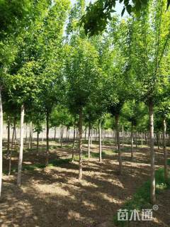 9公分红叶复叶槭