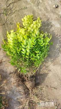 高度55厘米金叶女贞