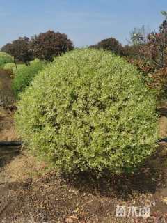 高度180厘米银姬小蜡