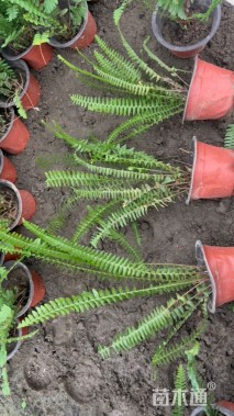 高度20厘米排骨草