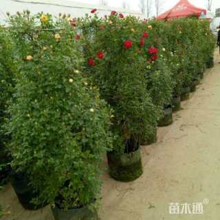 80公分造型月季