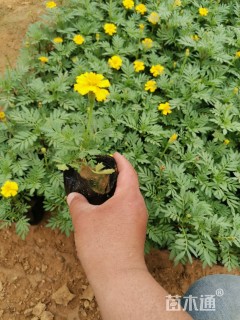 高度15厘米孔雀草