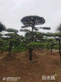 26公分造型黑松