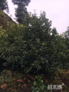 2.8公分东魁杨梅