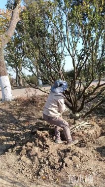 2公分香泡