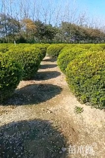 高度150厘米造型瓜子黄杨