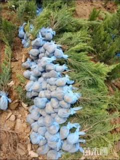 高度60厘米铺地柏