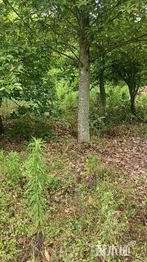 15公分红花木莲