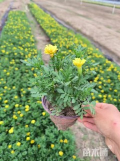 高度15厘米孔雀草