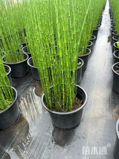 高度60厘米木贼