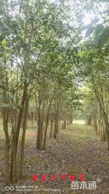 高度500厘米丛生大叶女贞