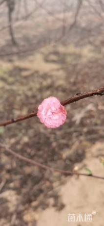 高度350厘米重瓣榆叶梅