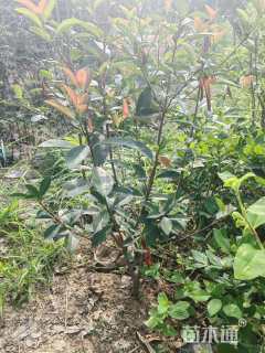 高度80厘米法国冬青