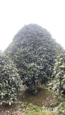 高度300厘米丛生桂花