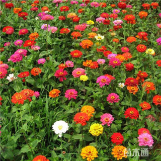 高度15厘米百日草