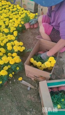 高度25厘米万寿菊