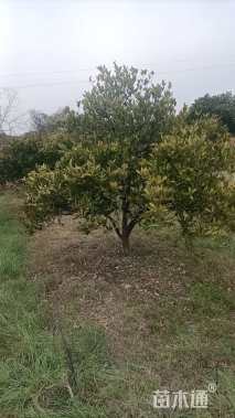 高度350厘米丛生胡柚