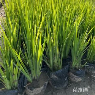 高度25厘米菖蒲