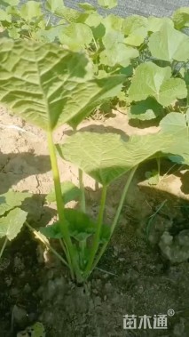 高度30厘米蜀葵