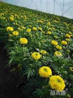 高度30厘米孔雀草