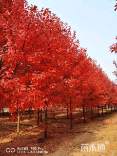 12公分美国红枫-红冠