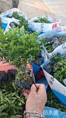 高度30厘米胡椒木