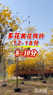 8公分黄花风铃木