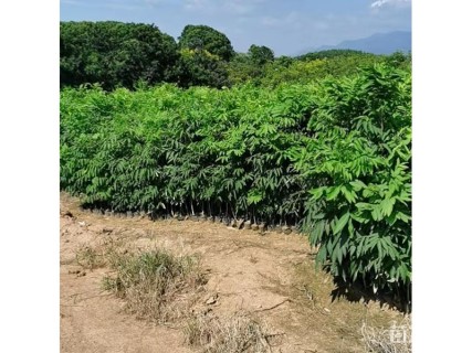 高度70厘米无患子小苗