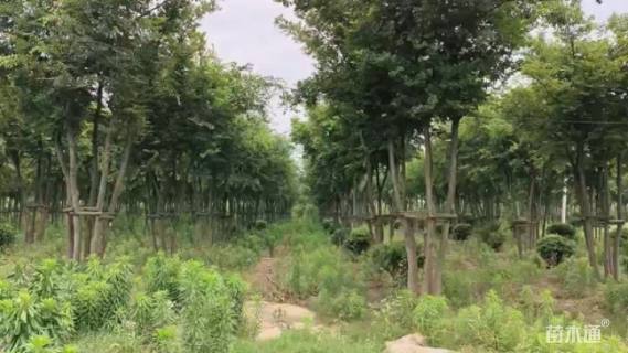 35公分(4杆)丛生朴树