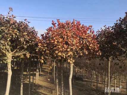 高度50厘米胶东卫矛