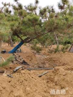 高度380厘米黑松