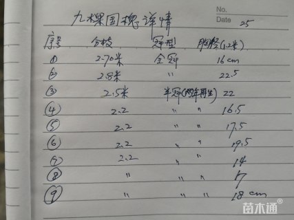16公分国槐