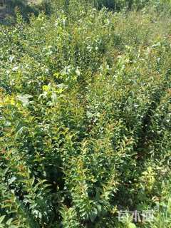 高度50厘米大叶女贞小苗