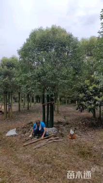 高度450厘米丛生大叶女贞