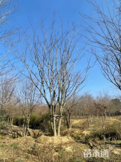 12公分丛生榉树